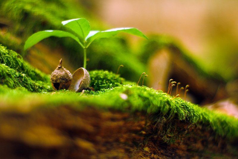 лес,осень,бревно,мох,желудь. Избушка для эльфа.photo preview