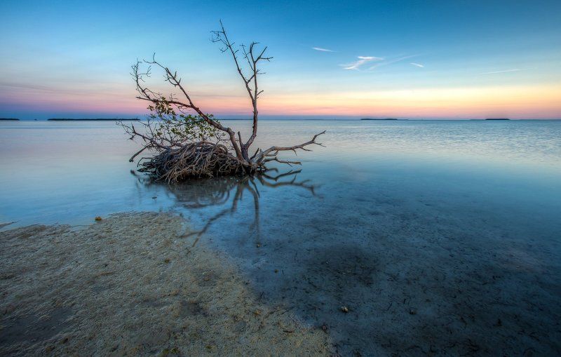 Mangrove lonelinessphoto preview