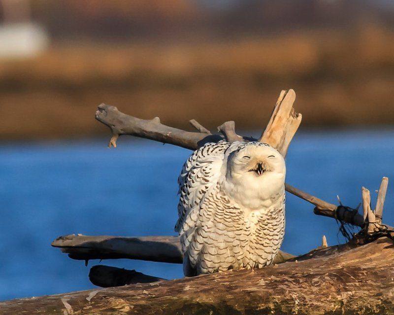 Смайликphoto preview