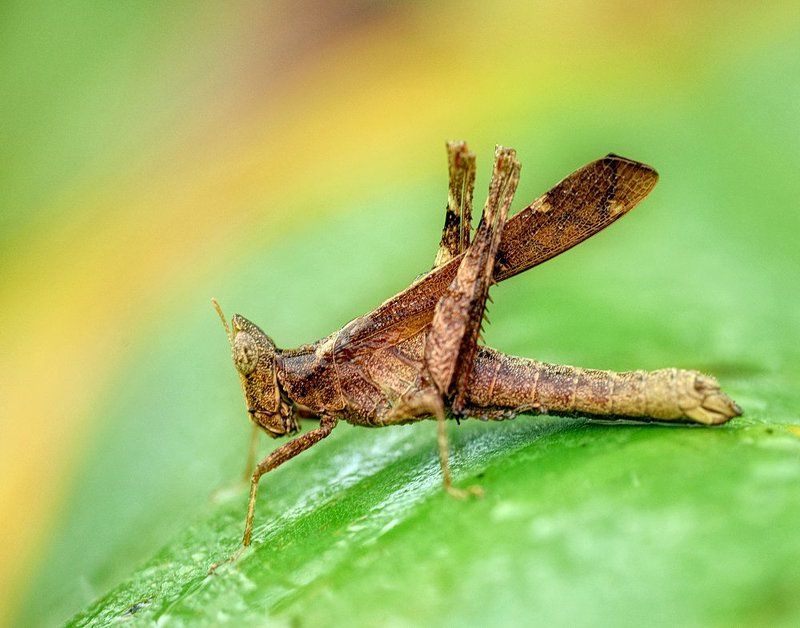 macro, closeup, insect, макро, насекомые, gnilenkov Eriantusphoto preview