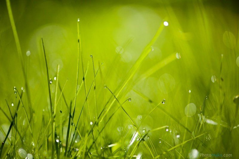 Свежесть утраphoto preview