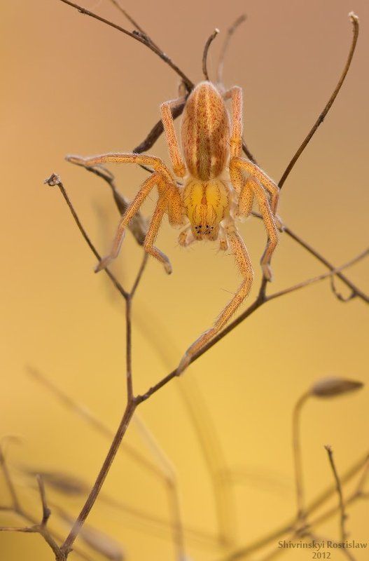 ростислав, макро, 150мм Осень... Старый знакомый.photo preview