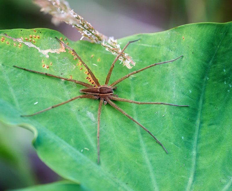 macro, closeup, insect, макро, насекомые, gnilenkov Мамка-паучиха...photo preview