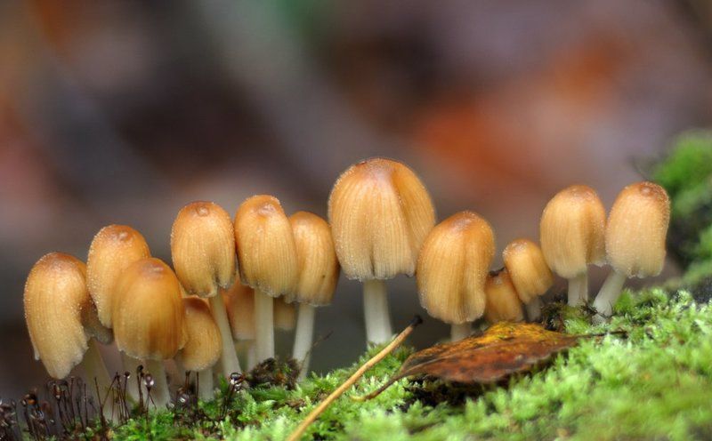 Хиппи...photo preview