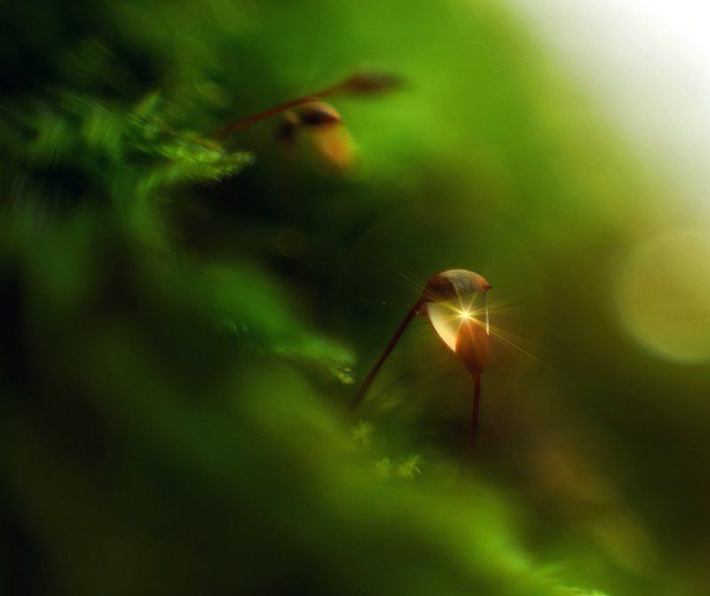 macro, closeup, insect, макро, насекомые, gnilenkov Из осени...photo preview