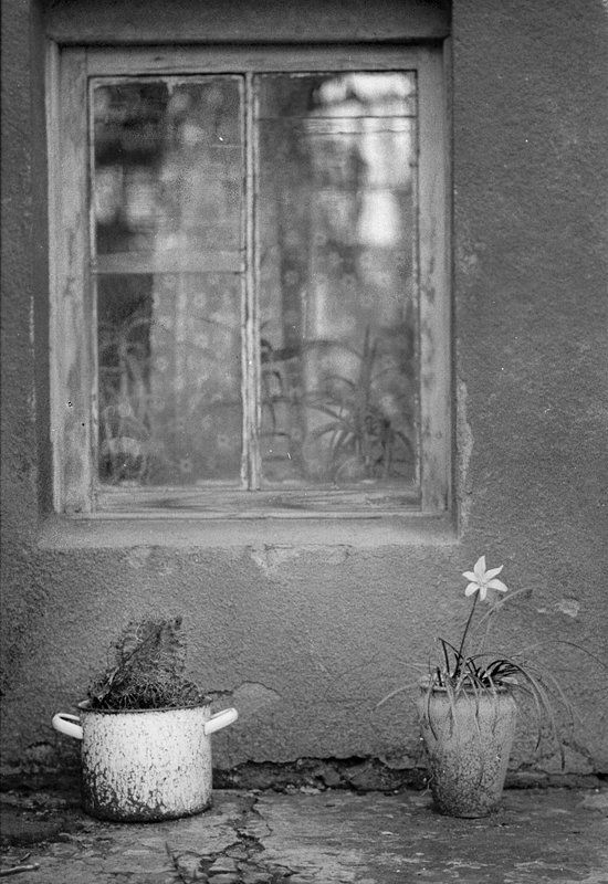 крокусphoto preview