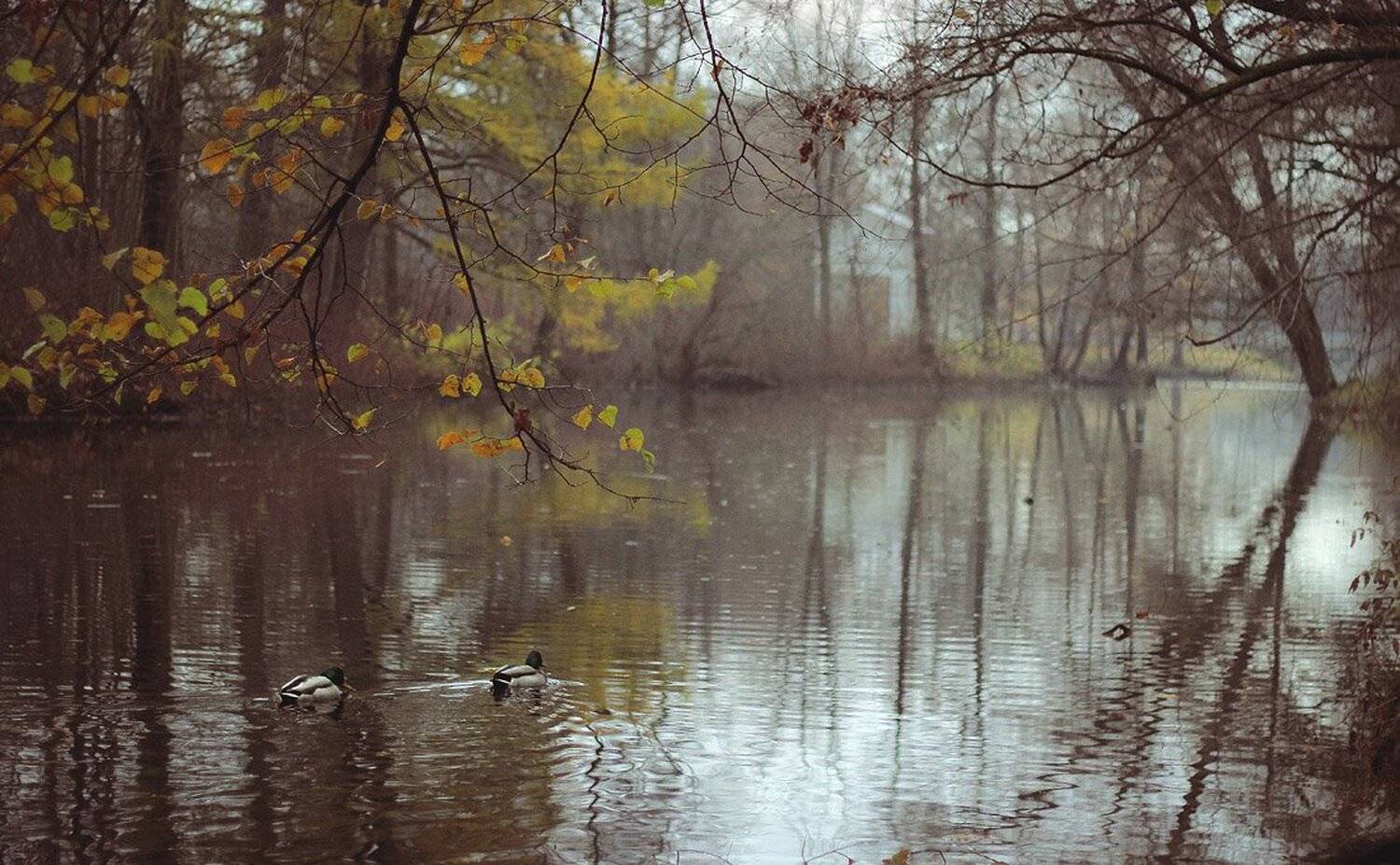 Ноябрь. Автор: Marine елагин, осень, Marine