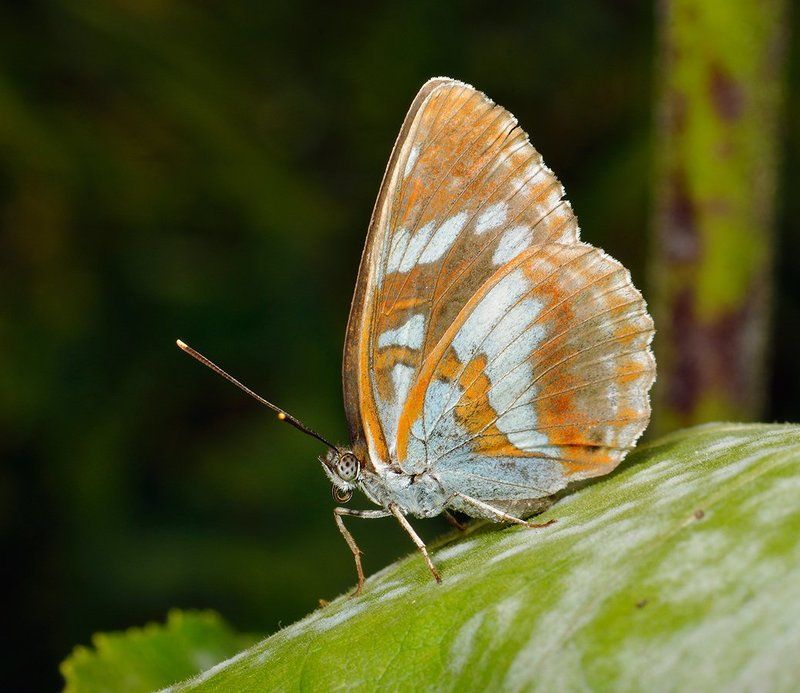nikon, d7000, macro, kazakhstan, nature, butterfly, макро, бабочка Limenitis helmanniphoto preview