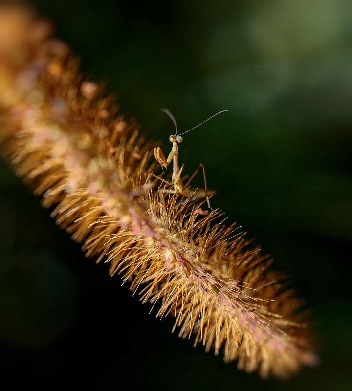 macro, closeup, insect, макро, насекомые, gnilenkov Малыш...photo preview