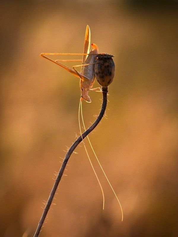 усатый. НАРКОМАНЧИК.photo preview