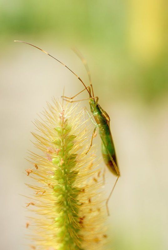 macro, closeup, insect, макро, насекомые, gnilenkov Наблюдатель...photo preview