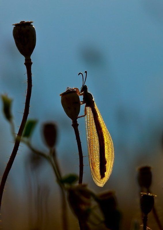 мурвьиный, лев.вечер. ПОСЛЕДНИЙ ЛУЧИКphoto preview