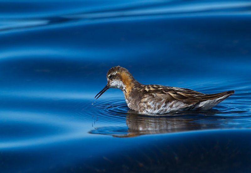 кулик,плавунчик круглоносый ,исландия Шёлк водыphoto preview