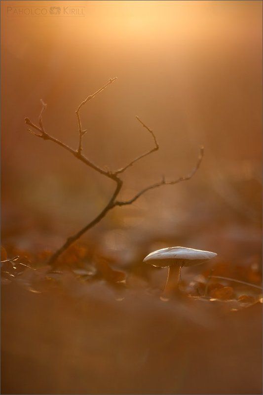 Последний день осениphoto preview