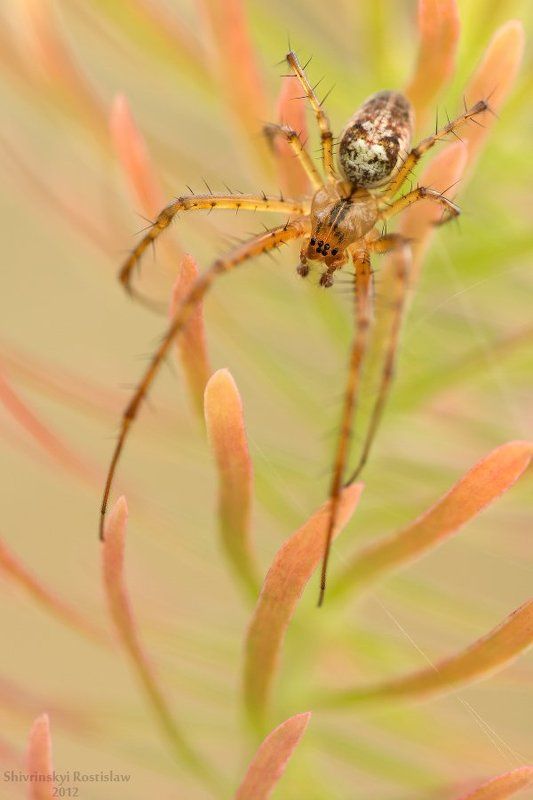 ростислав, макро, 100мм На кончиках пламениphoto preview