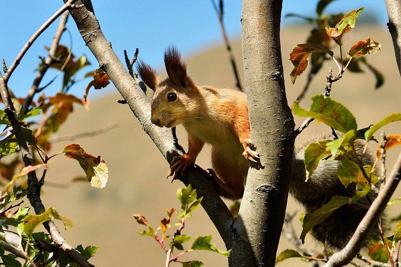 nikon, d7000, kazakhstan, nature, wildlife, squirrel, казахстан, природа, фотоохота, белка Squirrelphoto preview