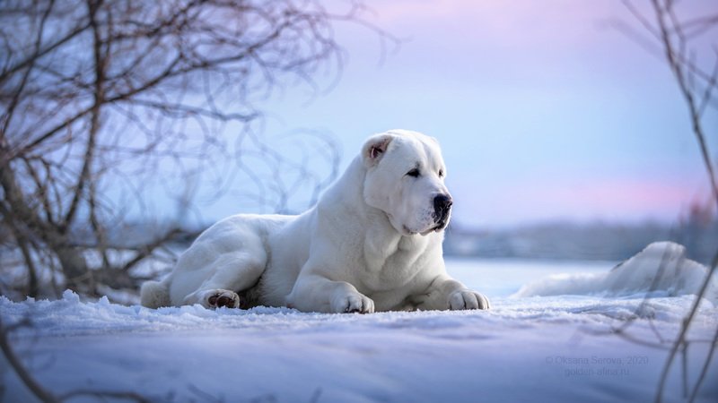 Северный...photo preview