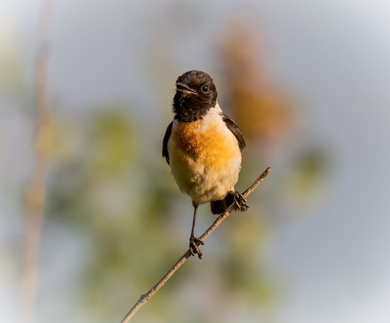 Черноголовый чекан (самец)photo preview