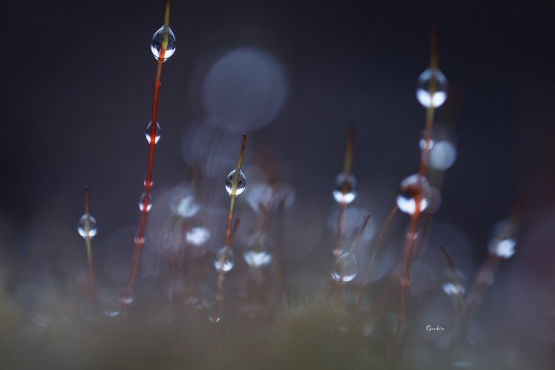 Бусинкиphoto preview