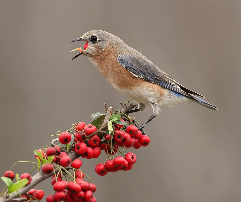 восточная сиалия, eastern bluebird,bluebird Аммм....Eastern Bluebird female Восточная сиалия (самка).photo preview