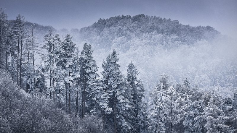 dream,landscape,alexandrucrisan,nature,scenery,countryside,far,away,romania,dreamland,magic,sound,lonely,mountain,myromania,forest,trees,winds,hill,tree,white,poem,haiku,minimalism,minimal,winterscape,cold,freeze,breeze,16,panoramic,wintertale Cold Breezephoto preview