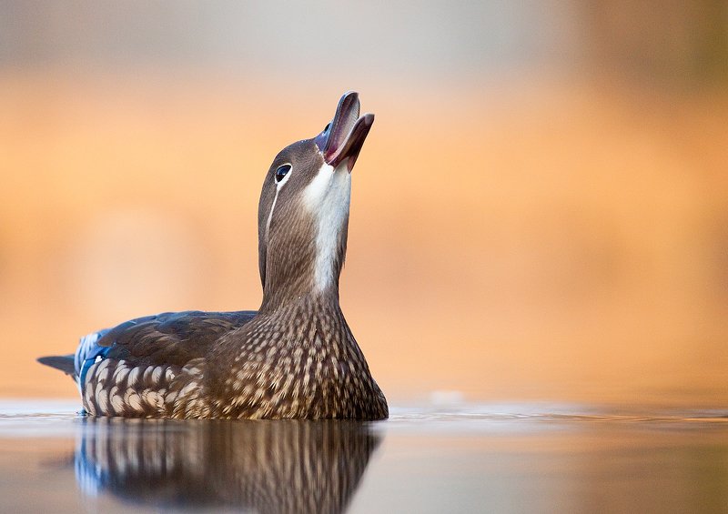 Mandarin duckphoto preview