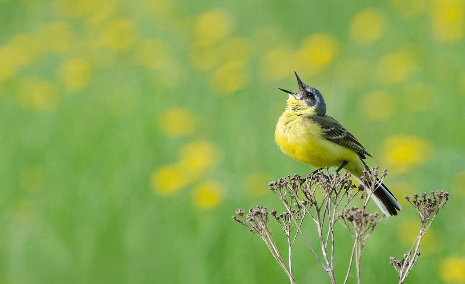Высокая нота. Автор: Михаил Агеев птица, жёлтая трясогузка, Михаил Агеев