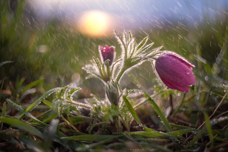 прострел rain water sun bokeh green grass dranikowski macro m42 helios sky flower spring прострелphoto preview