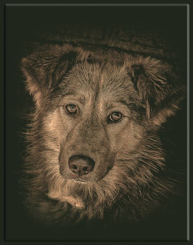 Персикphoto preview