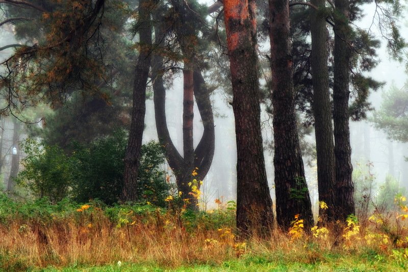 осень лес туман Осенний лес(VIII)photo preview