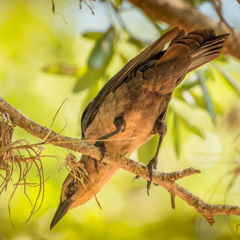 Northern mockingbird фото превью