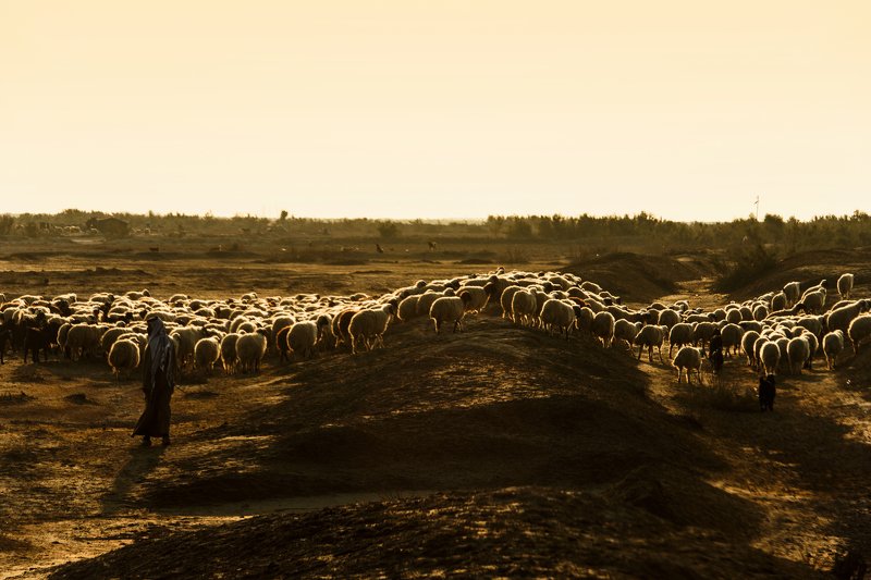 heritage,Colored,orange,Iraq,man  golden linephoto preview