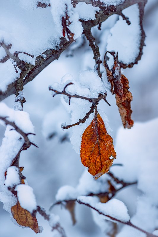canon 55-250, beautiful, красивый, moment, момент, nature, природа, winter, зима, зимний, leaves, листья, branches, ветки, snowy, снежно, Белая нежность зимних одежек...photo preview
