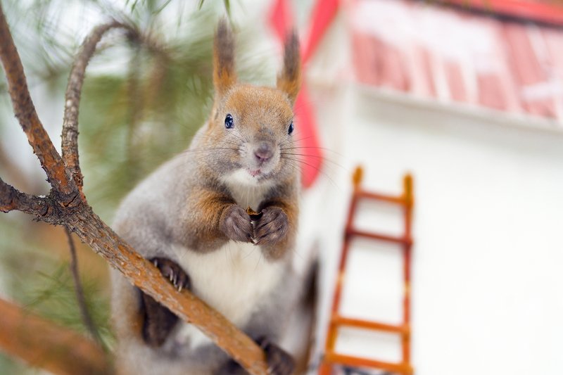 белка ***photo preview