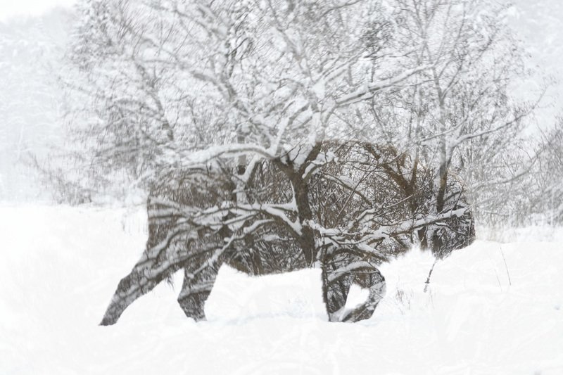 Призрак леса фото превью