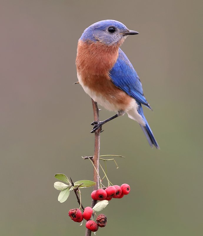 восточная сиалия, eastern bluebird,bluebird Восточная сиалия cамец - Eastern Bluebird malephoto preview