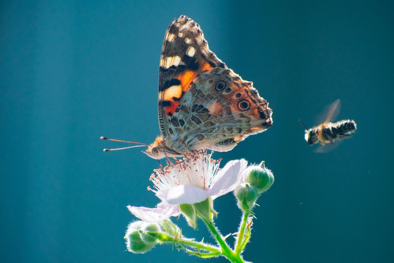 макро,природа,бабочка,цветы photo preview