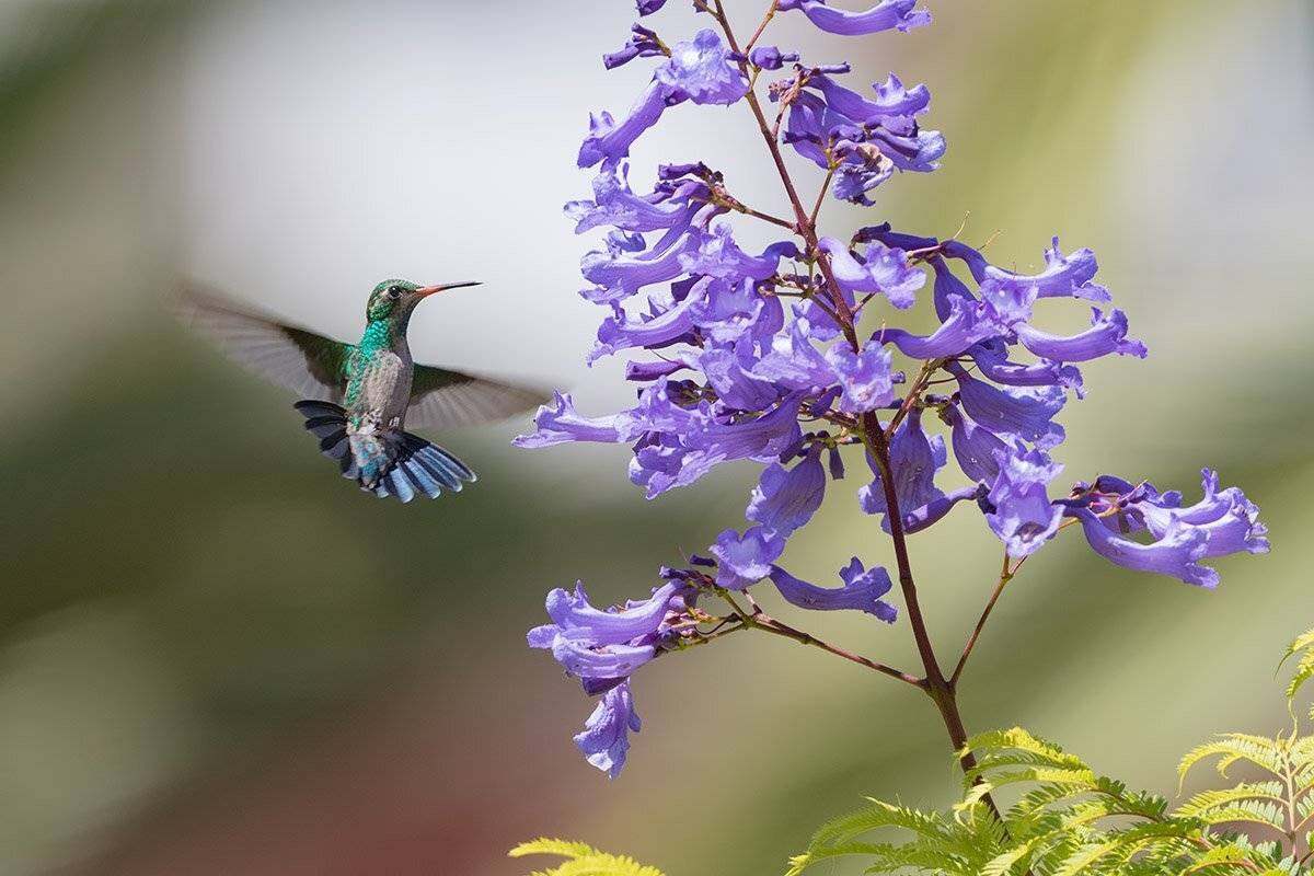 колибри, птицы, уругвай, Елена Давыдова