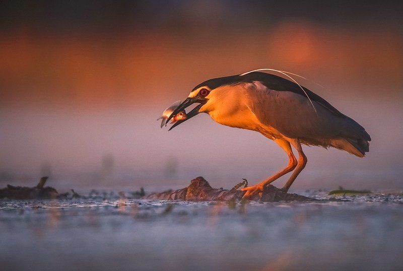 Удачная рыбалкаphoto preview