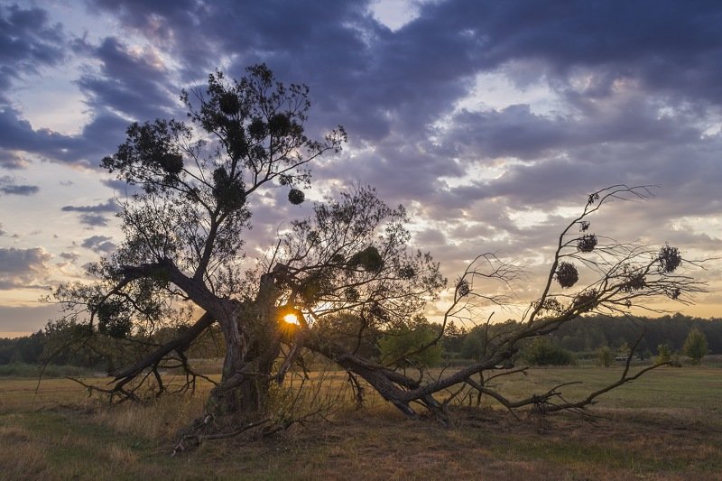 дерево,рассвет,композиция,фотография,искусство,свет,украина,гадяч,сергей корнев,пейзаж,природа На рассветеphoto preview