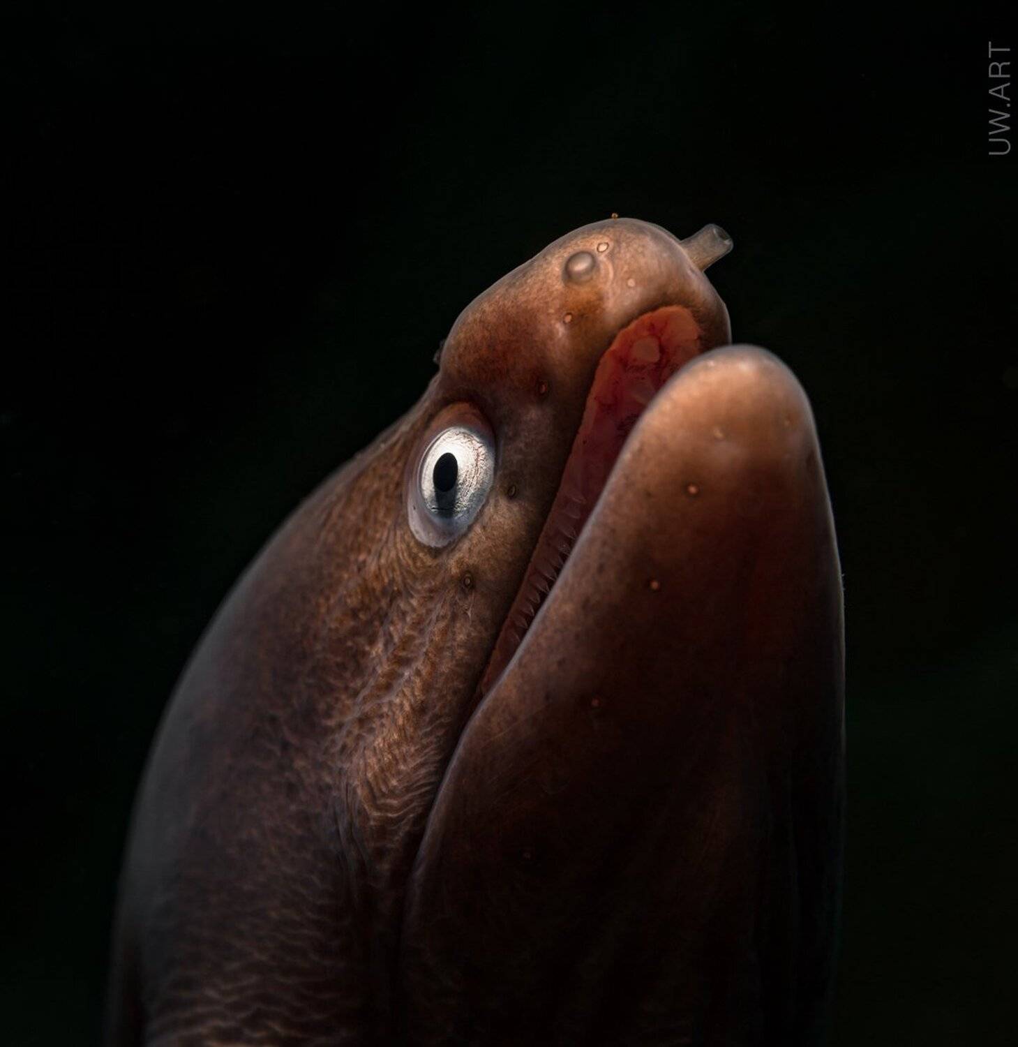 , Андрей Савин