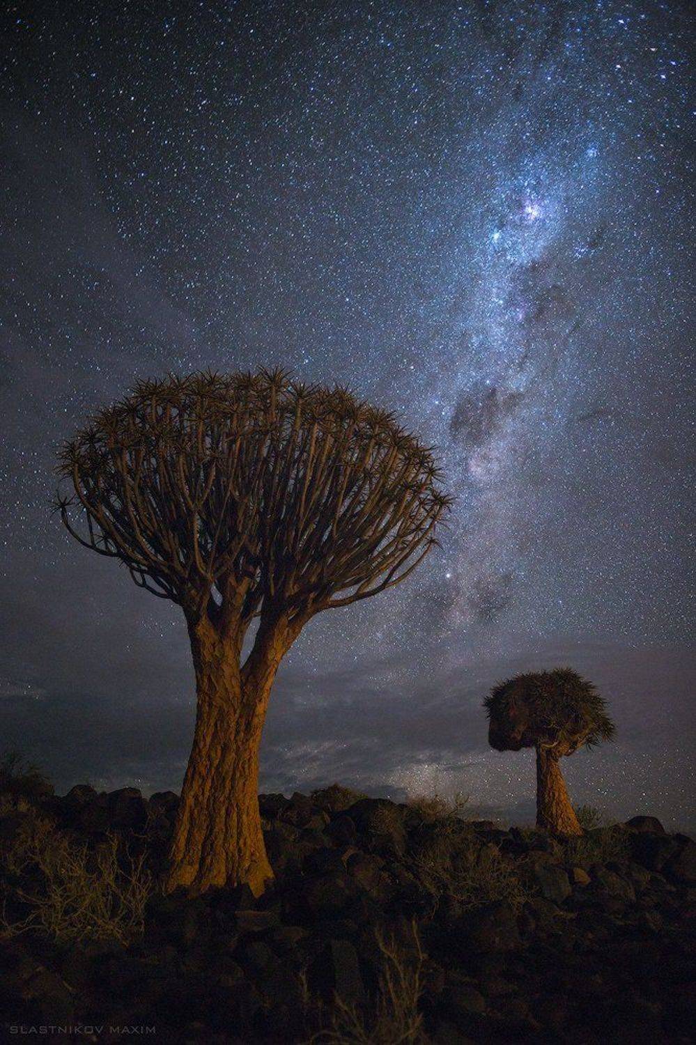 Намибия. Автор: Максим Сластников намибия, звезды, деревья, млечный путь, алоэ, камни, пустыня, тучи, карас, африка, лето, южная африка, Africa, Namibia, trees, forest, desert, stars, south, Максим Сластников