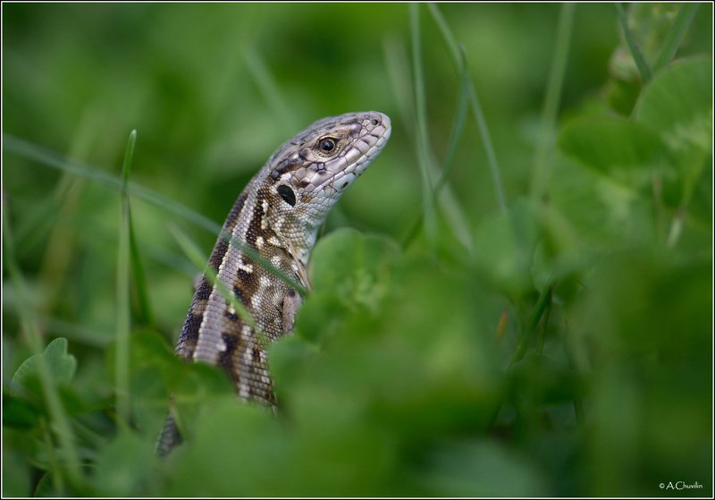 ящерка,моделька Фотомоделька ) фото превью