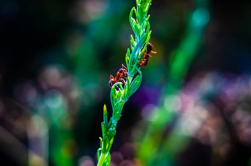 макро, насекомое, муравей, insect, fauna, detail, боке, bokeh, трава, поле, вечер, животные, field Муравьи грёзыphoto preview