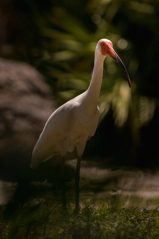 White Ibis фото превью
