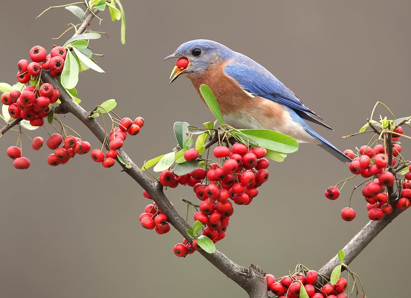 восточная сиалия, eastern bluebird,bluebird Аммм....Eastern Bluebird male - Восточная сиалияphoto preview