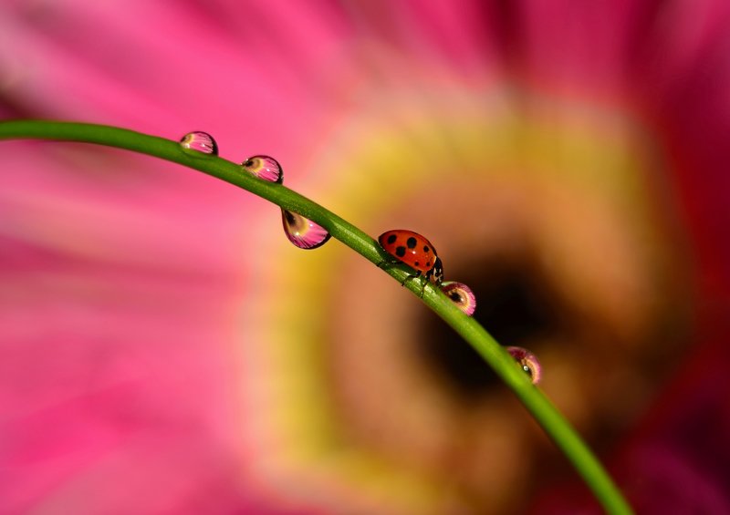 макро, насекомые, коровка, божья коровка, волшебство, макро мир, цвет, отражение, вода, капли, В отражении...photo preview