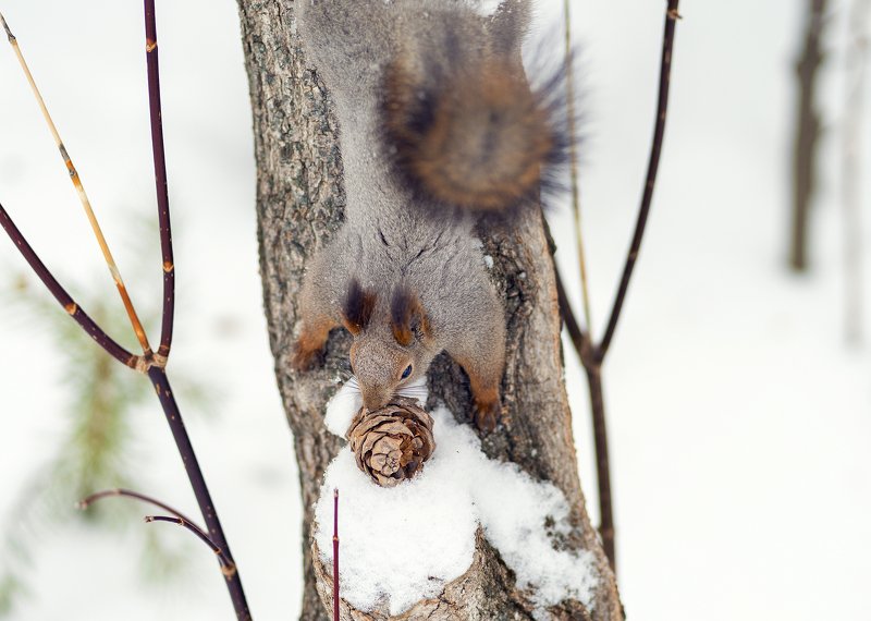белка ***photo preview