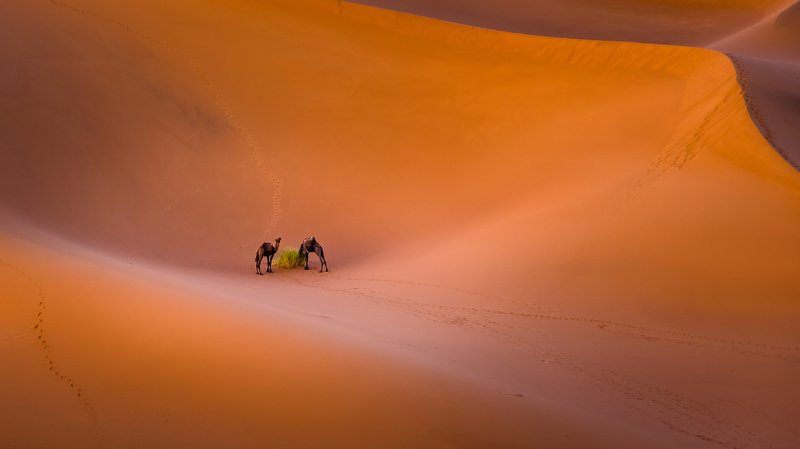 Camels, Sahara, Maroc Camelsphoto preview