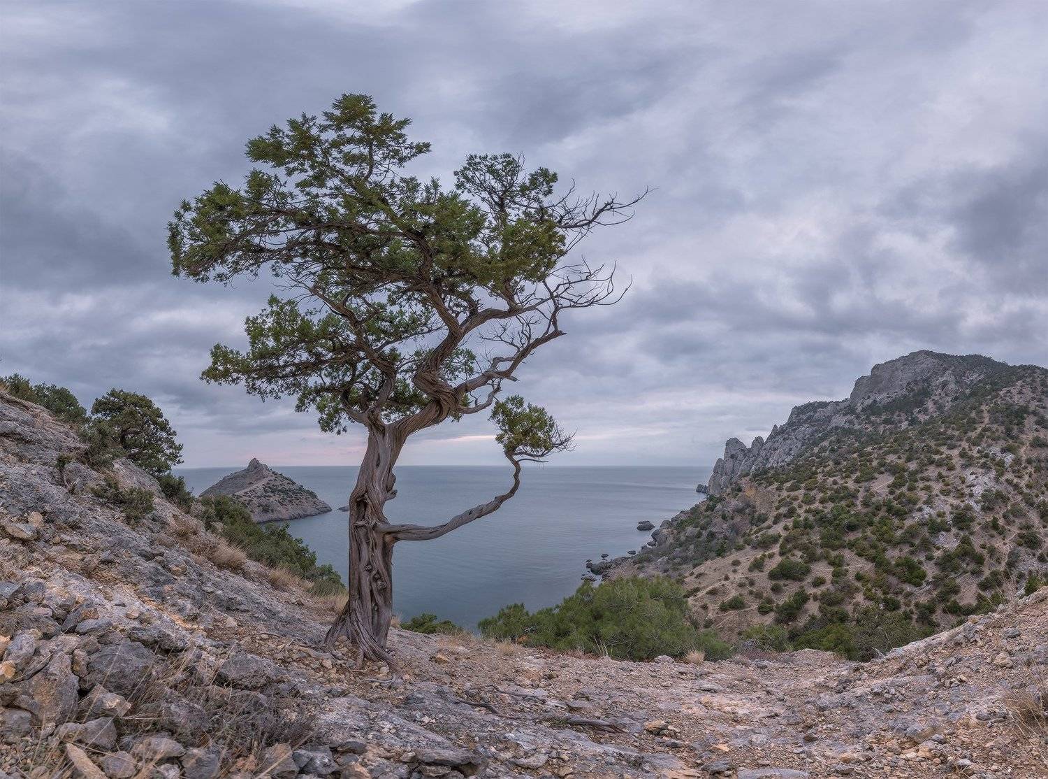 Мёртвый сезон. Крым Новый свет. Автор: Николай Мысливцев крым, новый свет, реликтовая роща, можжевельник,февраль,мёртвый, сезон, вечер, не сбывшийся, закат, Николай Мысливцев
